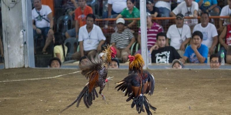 Đá gà cựa dao là gì?