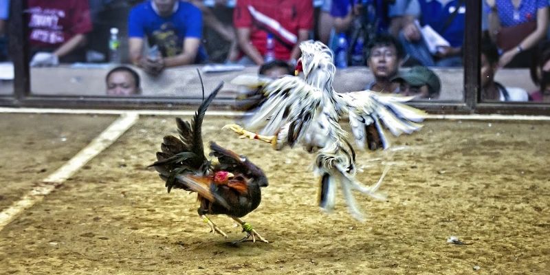 Vì sao đá gà Thái lại được yêu thích?